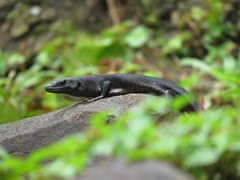 Emoia nigra