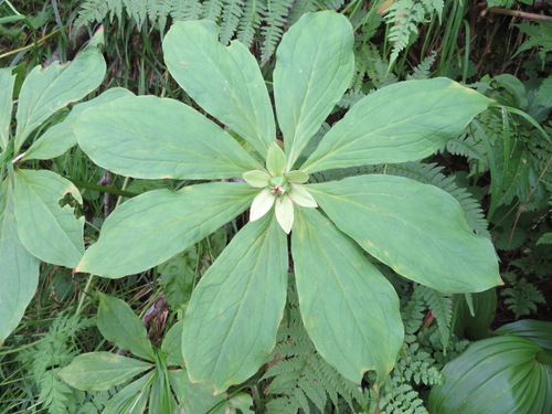 Paris japonica, photograph 6