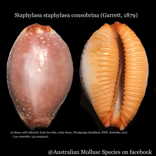 grape cowrie