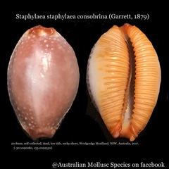 Staphylaea staphylaea image
