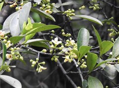 Garcinia oblongifolia