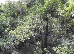 Garcinia oblongifolia