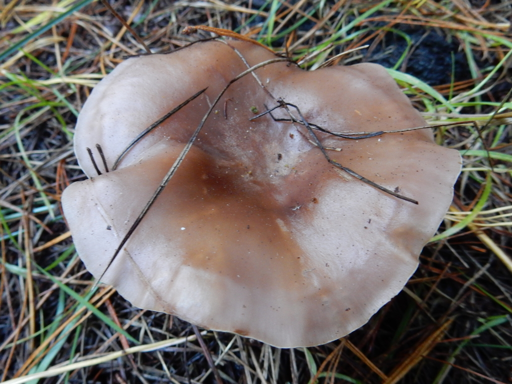 Collybia nuda · May 2025 · photo: © rayjackson (iNaturalist, cc-by)
