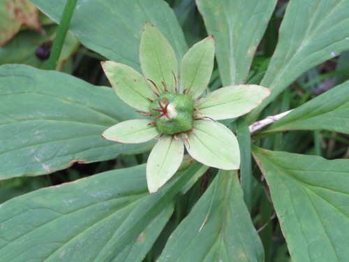 Paris japonica, photograph 5
