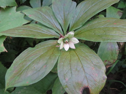 Paris japonica, photograph 4