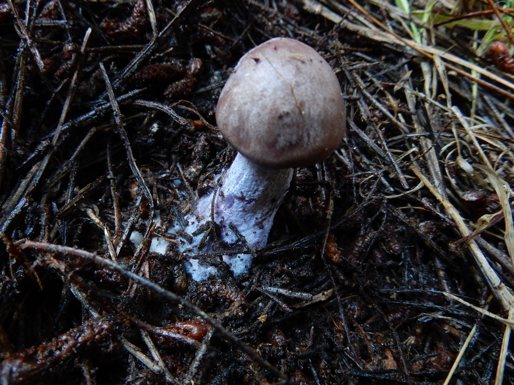Collybia nuda · May 2025 · photo: © rayjackson (iNaturalist, cc-by)