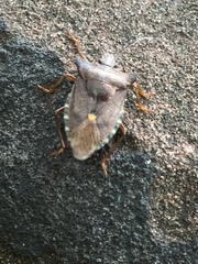 Pentatoma rufipes
