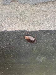Pentatoma rufipes