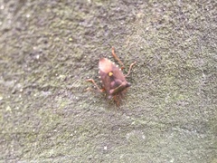 Pentatoma rufipes