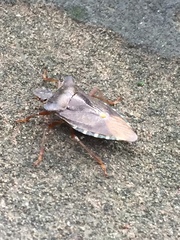 Pentatoma rufipes
