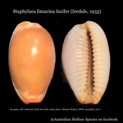 Staphylaea limacina image