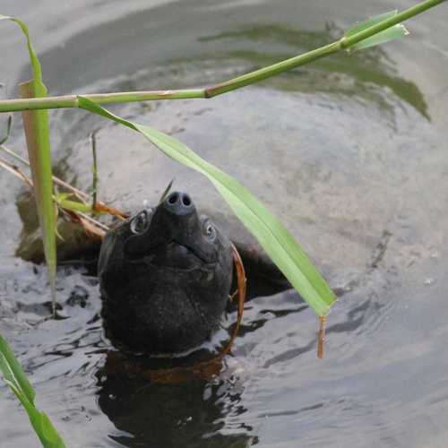 Southern River Terrapin, Batagur affinis
