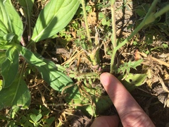 Brassicaceae