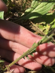 Brassicaceae