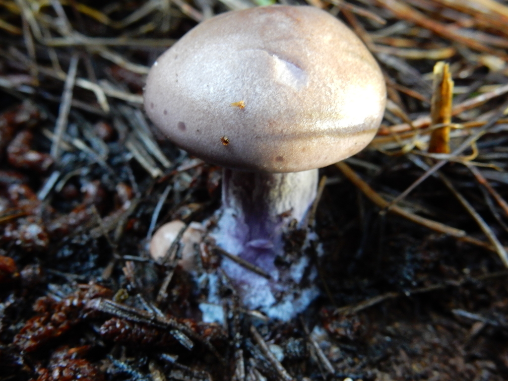 Collybia nuda · May 2025 · photo: © rayjackson (iNaturalist, cc-by)
