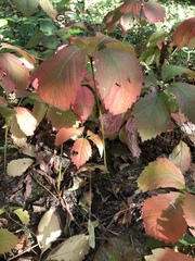 Parthenocissus inserta