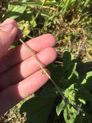 Brassicaceae