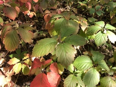 Parthenocissus inserta