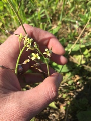 Brassicaceae