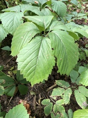 Parthenocissus inserta