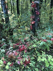 Parthenocissus inserta