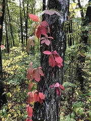 Parthenocissus inserta