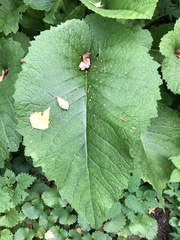 Telekia speciosa