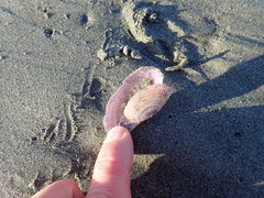 Gari lineolata