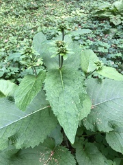 Telekia speciosa