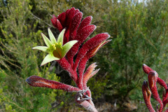 Anigozanthos