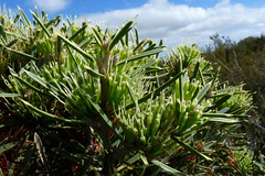Hakea corymbosa