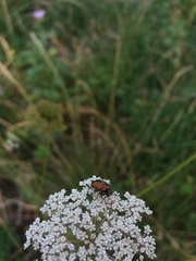Cryptocephalus sericeus