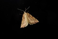 Sestra humeraria