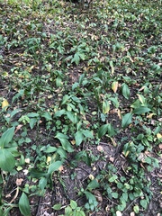 Convallaria majalis