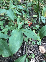 Convallaria majalis