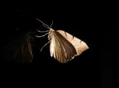 Sestra humeraria