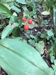 Convallaria majalis