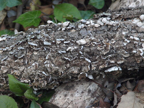 Trichaptum abietinum