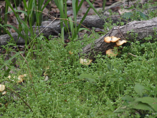 Neofavolus alveolaris