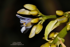 Dianella bambusifolia