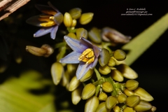 Dianella bambusifolia