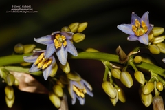 Dianella bambusifolia