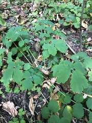 Chelidonium majus
