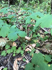 Chelidonium majus
