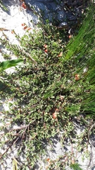 Hermannia ternifolia