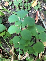 Chelidonium majus