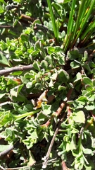 Hermannia ternifolia