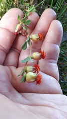 Hermannia ternifolia