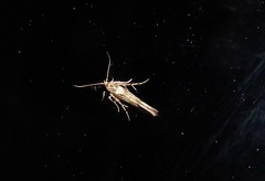 Stathmopoda plumbiflua