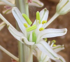 Drimia sanguinea image